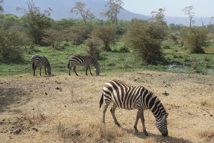 zebra, safari, tanzania, africa, animal, strips, black and white, ngorongoro, wildlife, safari Animals