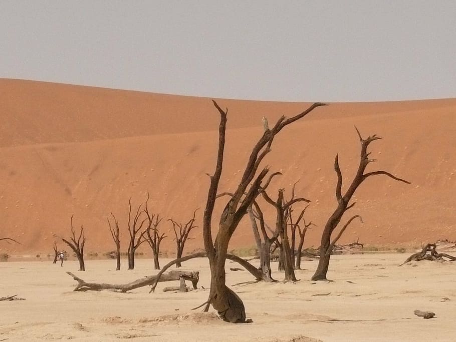 deadvlei, sahara, dead vlei, namibia, drought, sand, dune, desert, land, climate