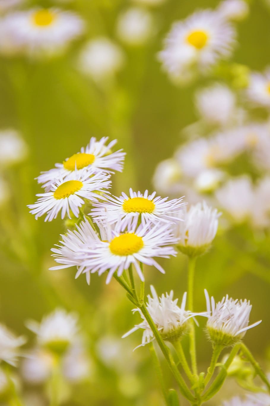 chamomile, flower, meadow, medicinal herbs, plant, genuine chamomile, white, herb, garden plant, nature