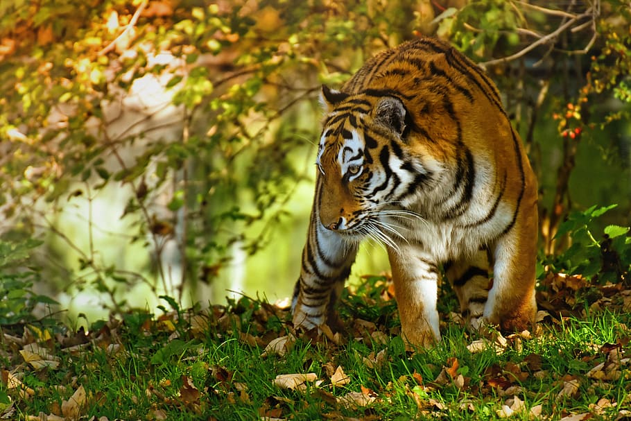 harimau, predator, bulu, cantik, berbahaya, kucing besar, dunia binatang, tierpark hellabrunn, tema hewan, hewan