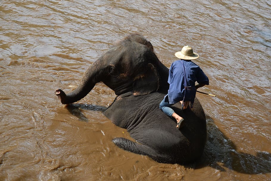 Camp, Elephants, Elephant, Thailand, camp elephants, caregiver elephant, animals, caregiver, jungle, animal