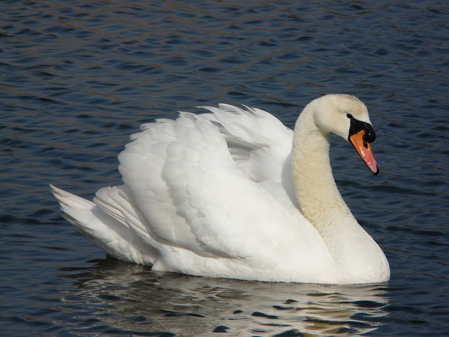 white, swan, river, daytime, waterbirds, swimming, floating, lake, water, blue