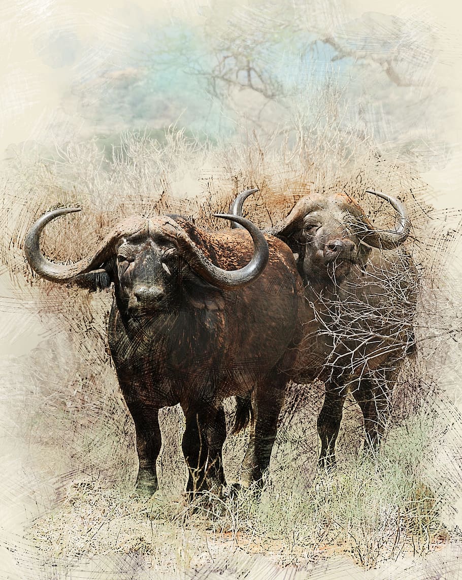 two, black, water buffalos painting, african buffalo, buffalo, africa, bull, powerful animal, the horn of africa, animal wildlife