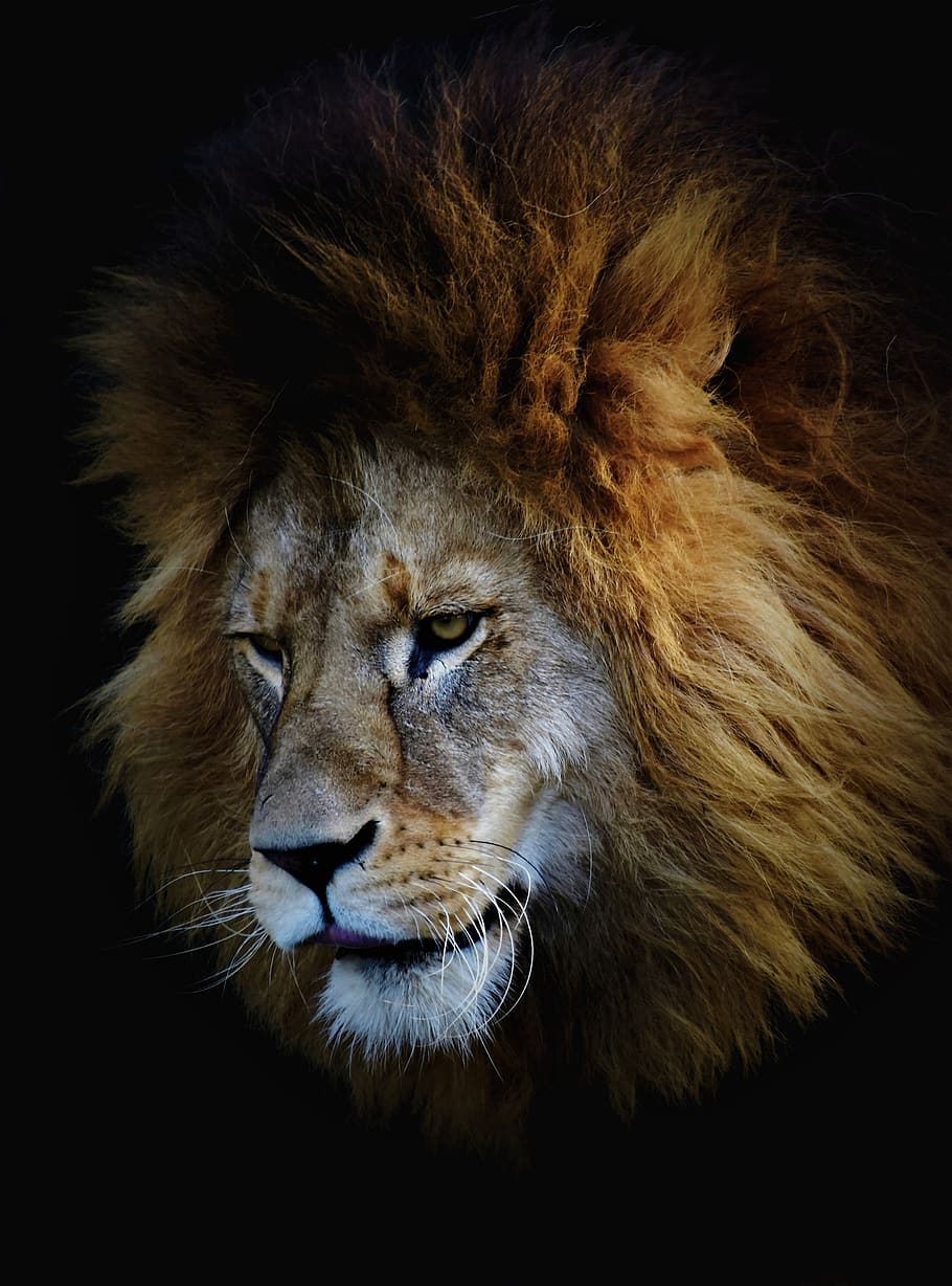 león, cabeza de león, gato grande, depredador, animal salvaje, macho, melena, gato montés, carnívoros, peligroso