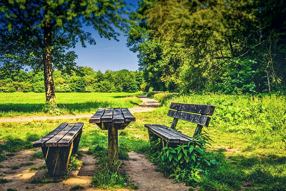 brown, wooden, bench, daytime, park, pause, landscape, nature, tree, green