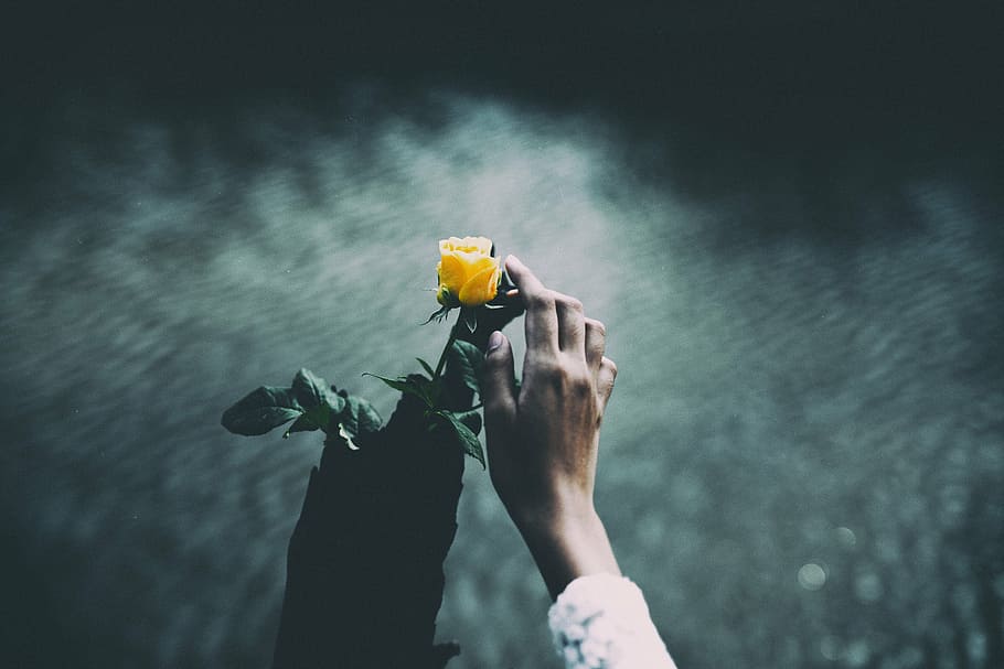 person, holding, yellow, rose, flower, petal, bloom, garden, plant, nature