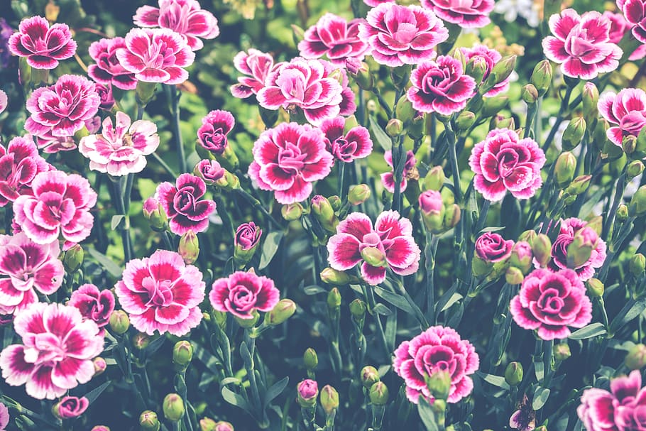 bunga-bunga, dianthus, berwarna merah muda, bunga, Budidaya Bunga, musim panas, anyelir, taman, Flora, gambar latar belakang