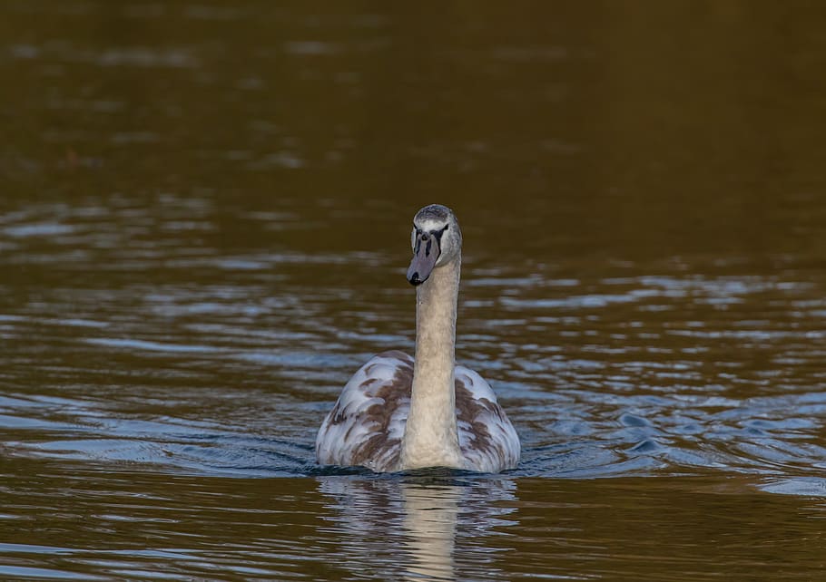 cygnet, swan, young swan, baby swan, water, bird, plumage, young, cute, pride