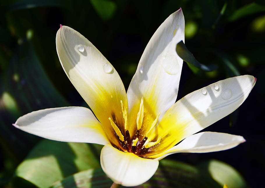 tulip, white, open, water, spring, blossom, bloom, flower, garden, tulpenbluete