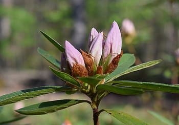 Fotos capullos de flor de azalea libres de regalías | Pxfuel