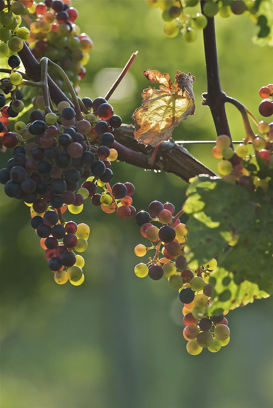grapes, young, vineyard, grapevine, green, plant, cultivation, vine, fruit, healthy eating