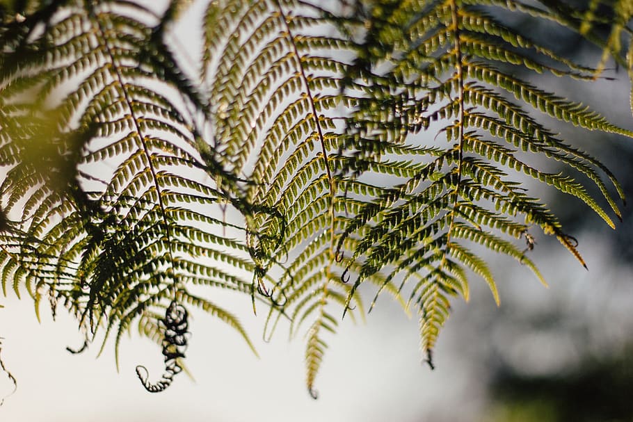 green, plant, leaf, fern, nature, blur, growth, tree, plant part, beauty in nature