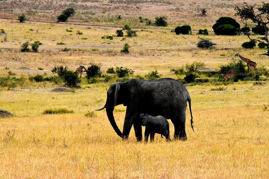 wildlife, africa, tanzania, mammal, safari, park, travel, wilderness, wild, savanna