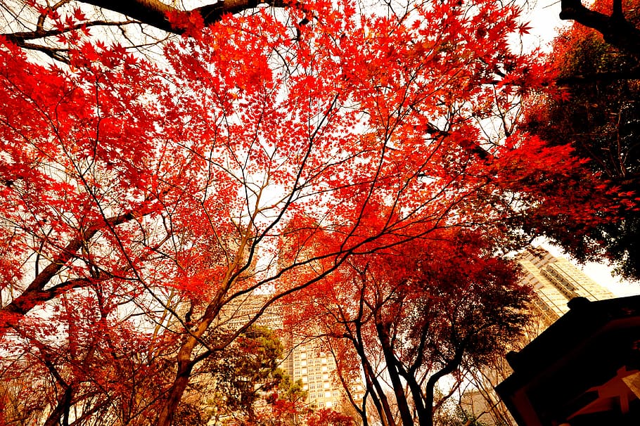 folhas outonais, noite, japão, tóquio, shinjuku, escritório do governo de tóquio, natural, floresta, vermelho, bordo