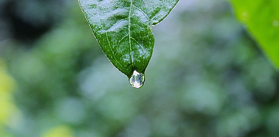 green, leaf, raining, water, rain drop, drop, plant part, plant, nature, wet