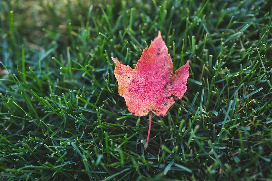 closeup, foto, merah, daun maple, rumput, maple, daun, tanah, musim gugur, hijau