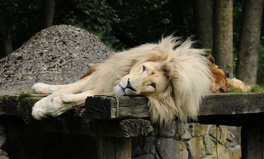 brown, lion, laying, tree, daytime, males, mane, zoo cloppenburg thüle, lying, lion's mane