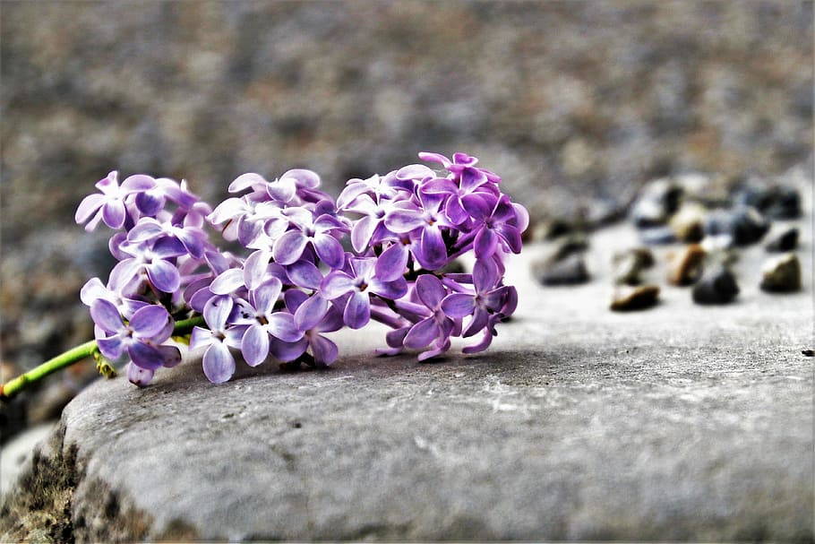 purple, 4-petaled, 4- petaled flowers, gray, stone, daytime, lilac, flower, nature, plant