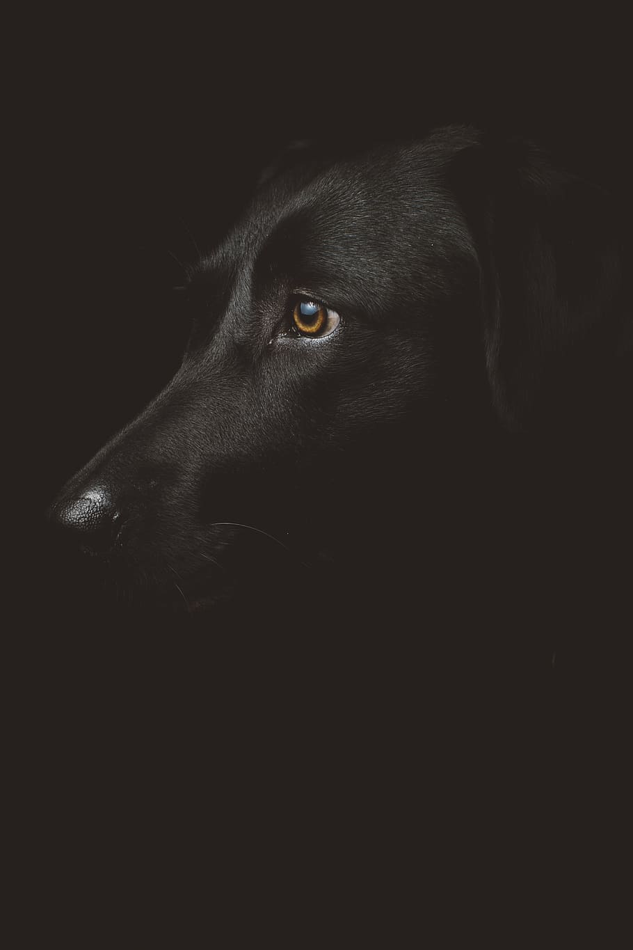 adult, black, labrador retriever, adorable, animal, canine, close-up, cute, dark, dog