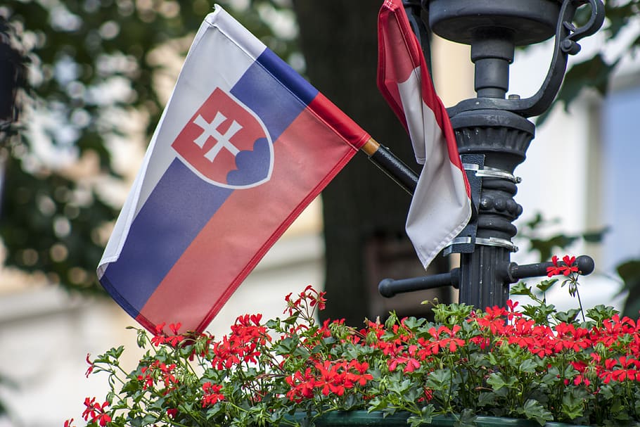 bendera, slovakia, musim semi, bendera slovak, menanam, bunga, tanaman berbunga, merah, alam, fokus pada latar depan