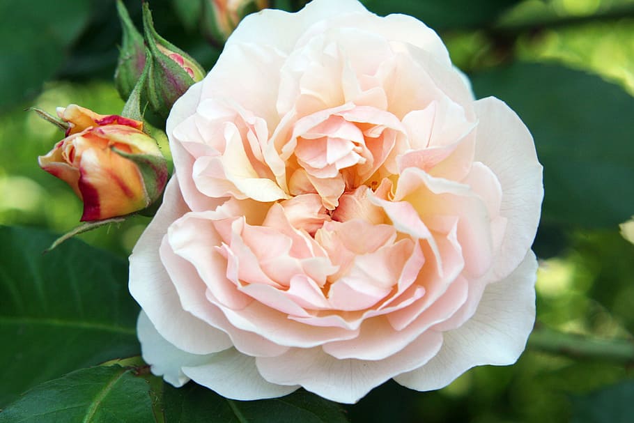Rose, English, English, Garden, Flower, Pink, rose, english, garden, blossom, petal, flower head