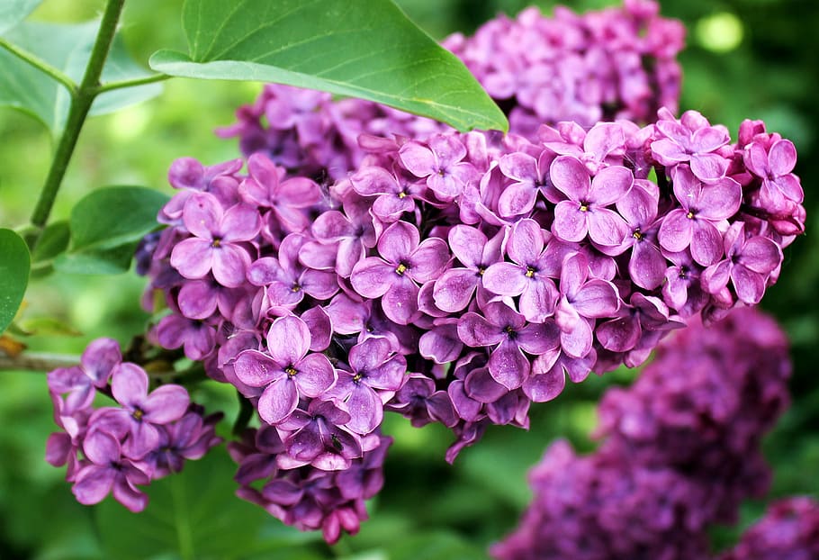 purple, lilacs, bloom, daytime, lilac, spring, summer, plant, violet, lilac tree