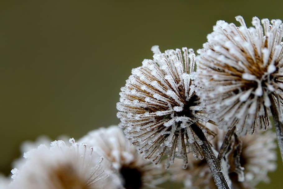 selektif, fotografi fokus, putih, bunga, musim dingin, embun beku, pada beku, semak, penutupan kait dan loop, tanaman