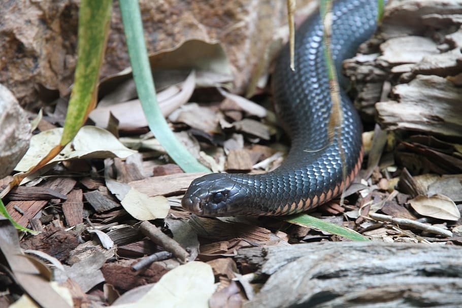 serpiente negra, serpiente, Taipan interior, animal, amenazante, mundo animal, serpiente más venenosa, australia, reptil, naturaleza