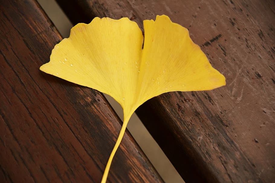 shallow, focus, yellow, leaf, ginkgo, ginkgo leaf, autumn, welkes sheet, withered, yellow sheet