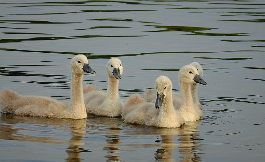 swans, young, swim, river, birds, nature, water, animals in the wild, group of animals, bird