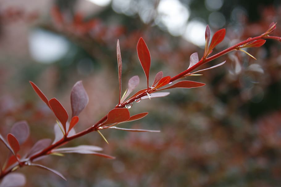 plant, bush, red, nature, garden, botany, outdoor, barbed, thorny, thorn