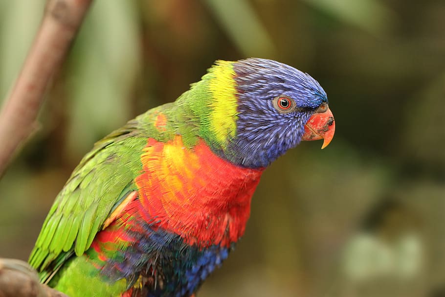 pássaro, papagaio, pássaros, animais, colorido, cor, papagaios, laranja, verde, azul