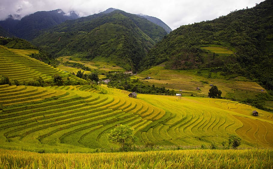 campo de arroz, paisaje, temporada de arroz, terrazas de arroz, agricultura, montaña, escena rural, paisajes: naturaleza, medio ambiente, crecimiento