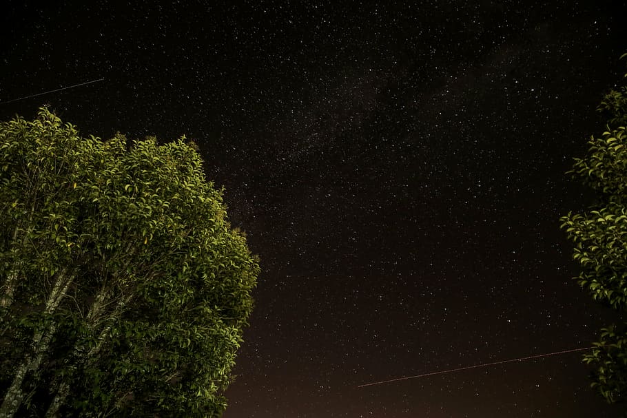green leafed tree, low, light, green, leaf, tree, stars, shooting star, galaxy, space