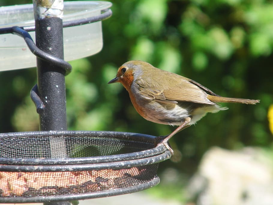 robin, feeder, bird, garden, feeding, redbreast, beak, animal themes, animal, vertebrate