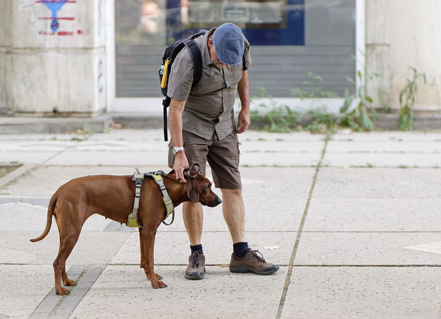 dog, leash, man, the person, the master, pet, canine, brown, walk, street