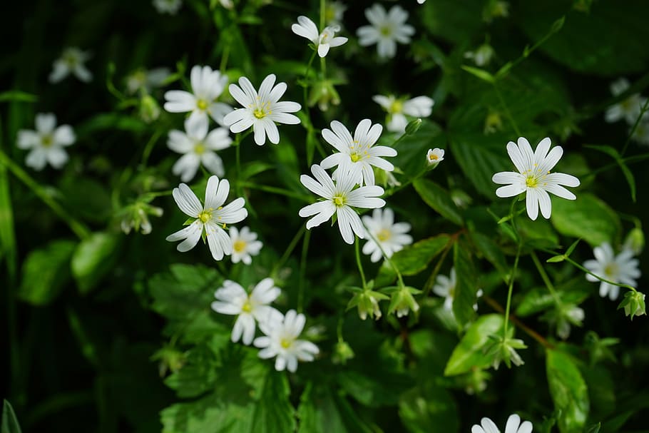 yellow daisy flowers, stitchwort, flowers, white, chickweed, carnation family, plant, flower, bloom, flora