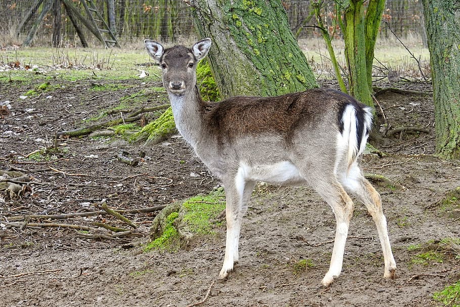 brown, white, deer, tree, roe deer, forest, fallow deer, nature, wild, animal