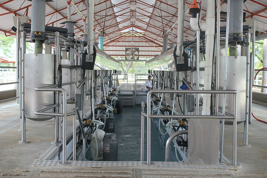 Cow, Milking, Order, Cheese, Milk, installation of milking, milking mechanical, factory, car plant, technology