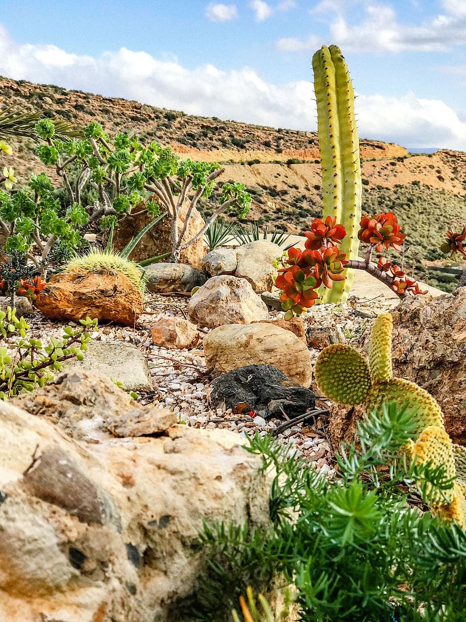 cactus, garden, nature, green, plants, botanical, desert, thorny, plant, growth