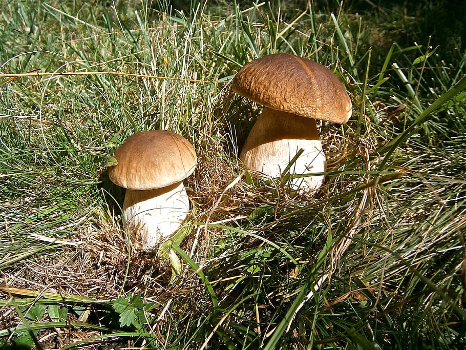 Mushrooms, Boletus Edulis, Forest, autumn, nature, mushroom, fungus, toadstool, edible mushroom, growth