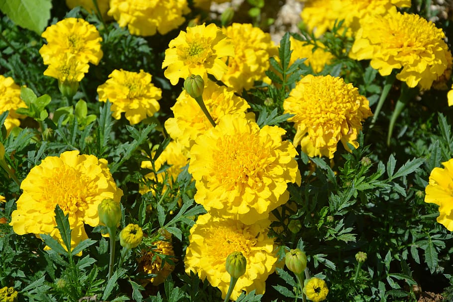Carnations, India, Yellow, Flowers, carnations of india, nature, summer, plant, plants, foliage