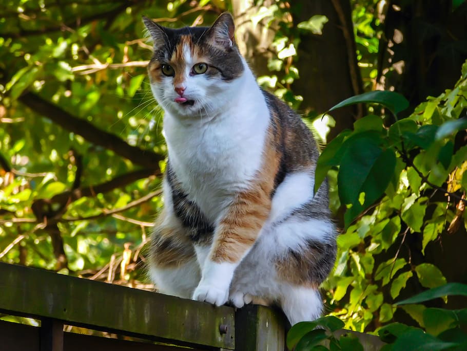 cat, lucky cat, fence, tongue, balance, three coloured, domestic cat, mieze, cat face, sit