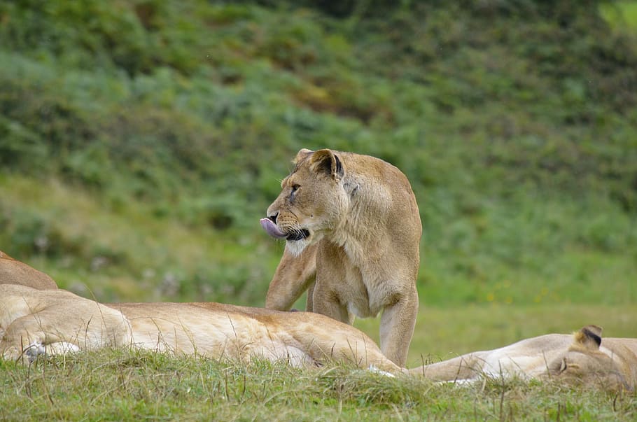 León, Leona, Salvaje, Animal, Fauna silvestre, gato, safari, naturaleza, mamífero, África