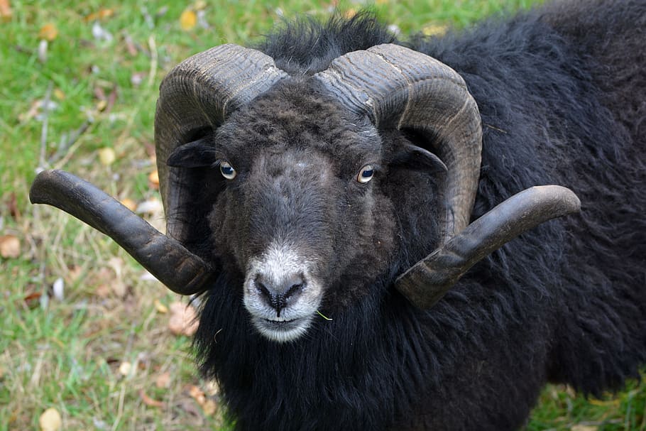 black ram, sheep, horns, animal, nature, ram, animal themes, mammal, one animal, domestic animals