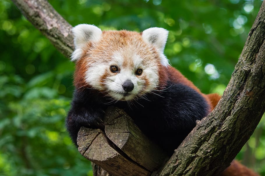 Red Panda, panda, bear, tree, branch, daytime, one animal, animal themes, animal, animal wildlife
