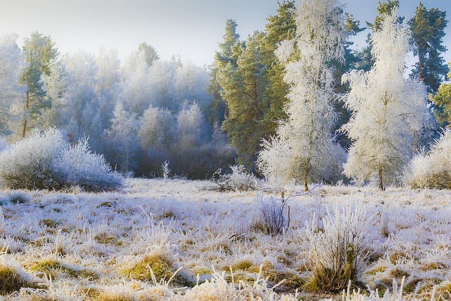 escarcha, rimer, frío, heladas, bosque mágico, invierno, planta, árbol, belleza en la naturaleza, nieve