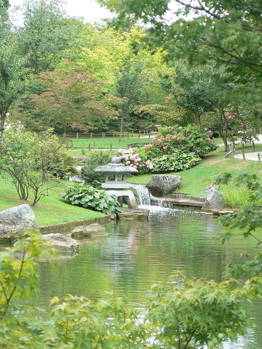 Garden, Japanese, Water, nature, tree, outdoors, formal Garden, ornamental Garden, pond, green Color