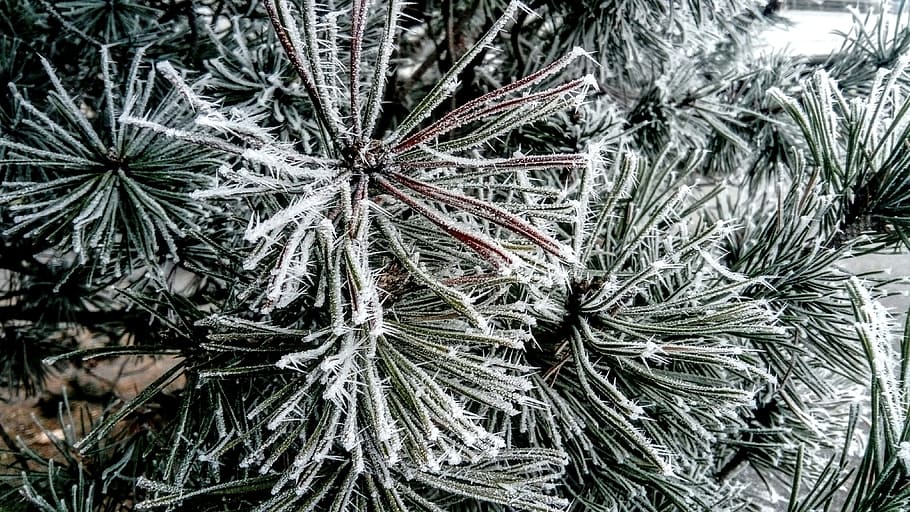 plants, covered, snow, frost, christmas tree, winter, hard rime, holidays, biel, twigs