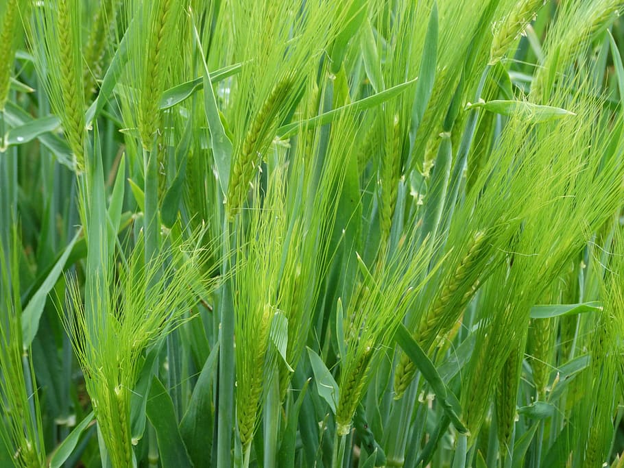 wheat, epi, cereals, agriculture, cornfield, field, wheat fields, harvest, rural, landscape